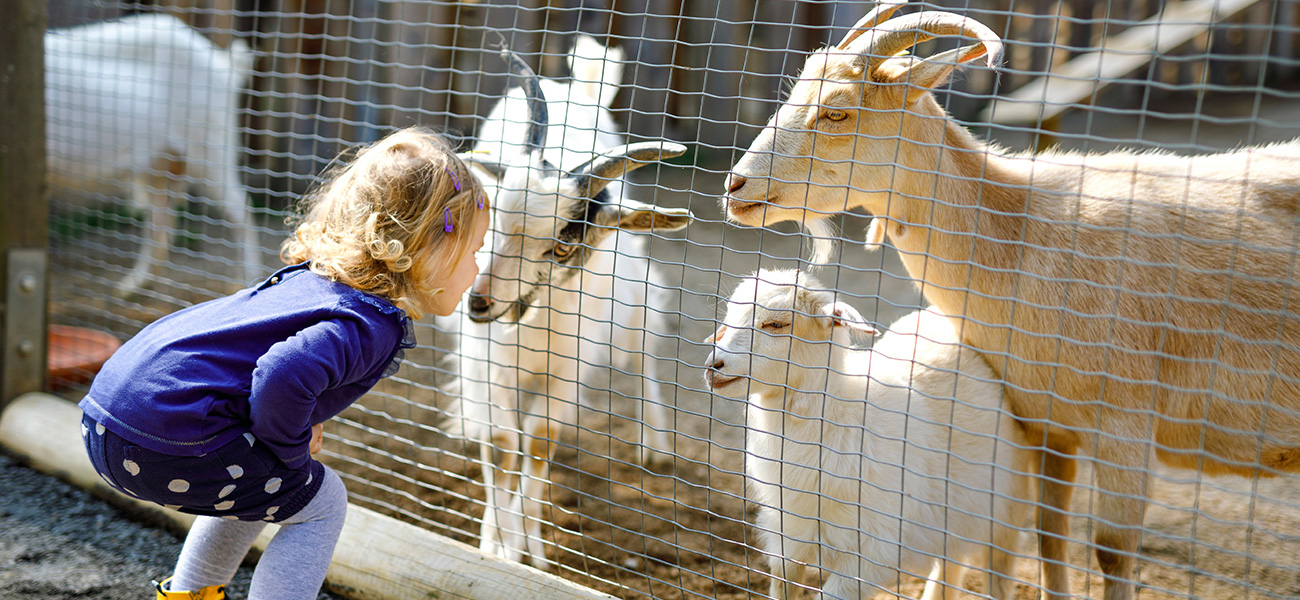 Kid looking at goats.