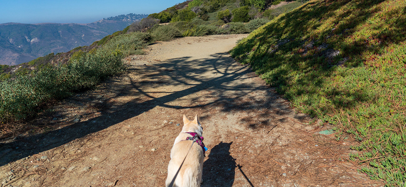 Dog on a hike.