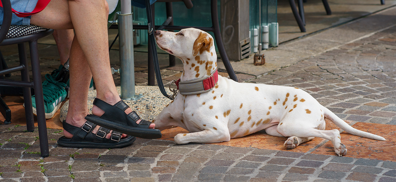 Dog and person on patio.